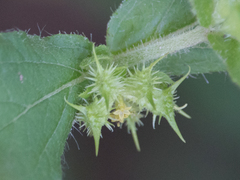 Acanthospermum hispidum