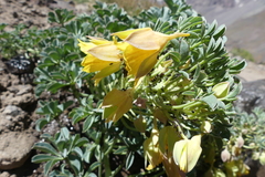 Tropaeolum polyphyllum
