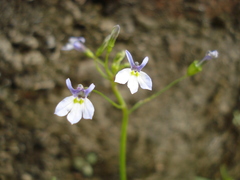 Diastatea