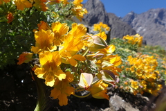 Tropaeolum polyphyllum