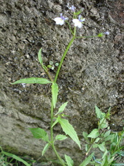 Diastatea