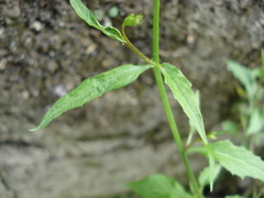 Diastatea