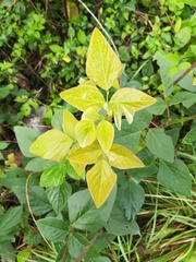 Desmodium lindheimeri