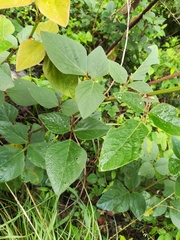 Desmodium lindheimeri