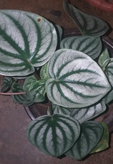 Peperomia argyreia