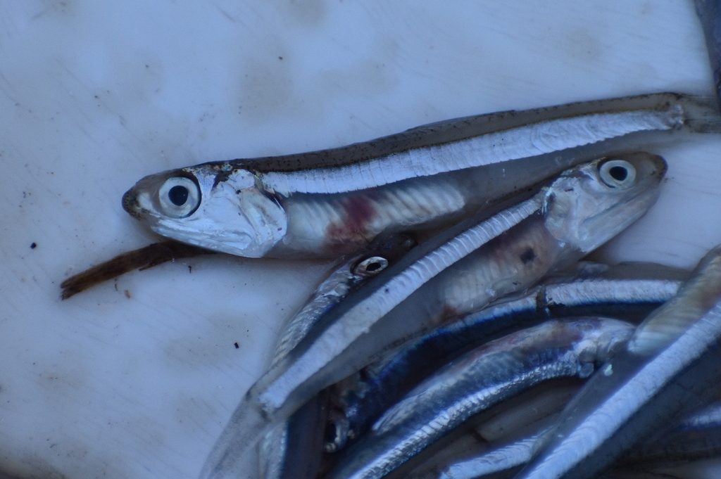 Snubnose anchovy (Anchoa choerostoma) — Engraulidae