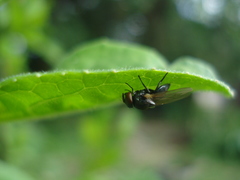 Neosilba