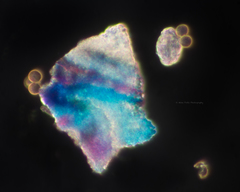 Lactarius kauffmanii