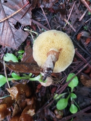 Suillus umbonatus