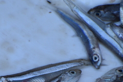 Dwarf Round Herring photo 4