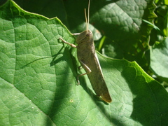 Schistocerca camerata