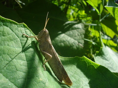 Schistocerca camerata