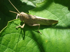 Schistocerca camerata