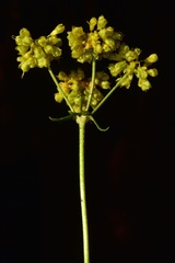 Eriogonum umbellatum chlorothamnus