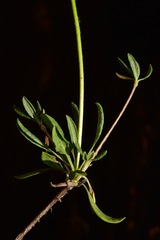 Eriogonum umbellatum chlorothamnus
