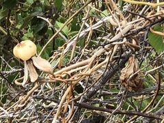 Ipomoea violacea