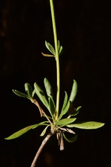 Eriogonum umbellatum chlorothamnus
