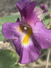 Proboscidea fragrans