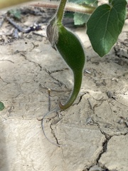 Proboscidea fragrans