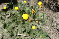 Calceolariaceae