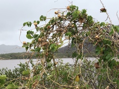 Ipomoea violacea