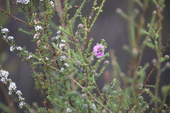Kunzea recurva