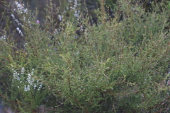 Kunzea recurva