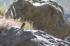 Spinus crassirostris