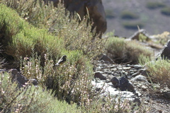 Spinus crassirostris