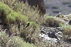 Spinus crassirostris