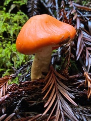 Pyrrhulomyces astragalinus