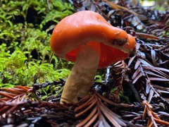 Pyrrhulomyces astragalinus