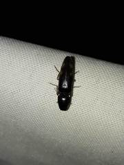 Conoderus semimarginatus