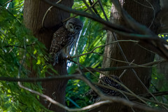 Strix varia georgica