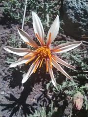 Mutisia sinuata