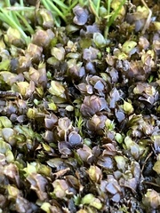 Calyptrochaeta apiculata