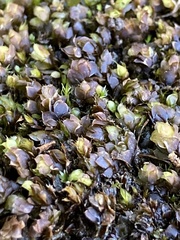 Calyptrochaeta apiculata