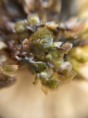 Calyptrochaeta apiculata