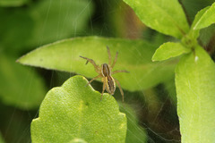 Diapontia uruguayensis