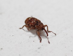 Storeus albosignatus