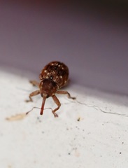 Storeus albosignatus