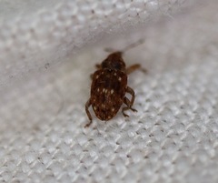 Storeus albosignatus