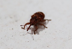 Storeus albosignatus