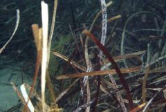 Siphonognathus argyrophanes