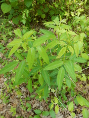 Desmodium tweedyi
