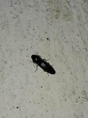 Conoderus semimarginatus