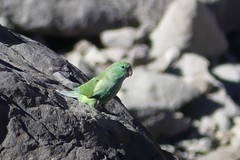 Psilopsiagon aurifrons