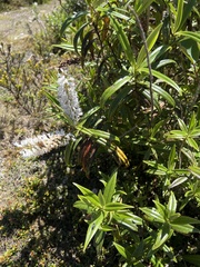 Veronica corriganii