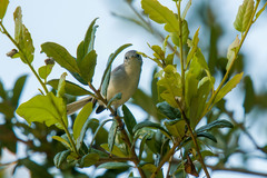 Polioptila caerulea caerulea