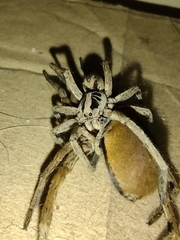 Lycosa erythrognatha